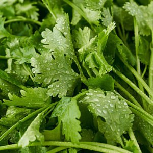 40256888-2_1-fresho-coriander-leaves-with-roots-enhances-flavour-of-the-dishes.jpg